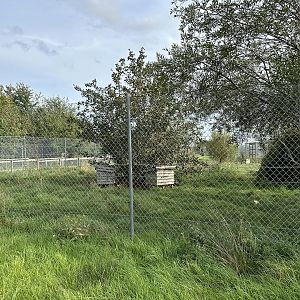 Corsac Fox Enclosure at Hamerton Zoo Park (October 2023)