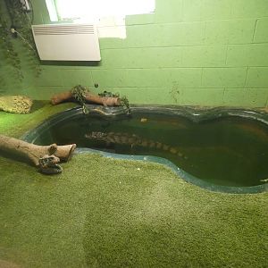 Spectacled caiman enclosure
