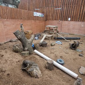 Meerkat enclosure