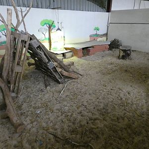 African crested porcupine enclosure