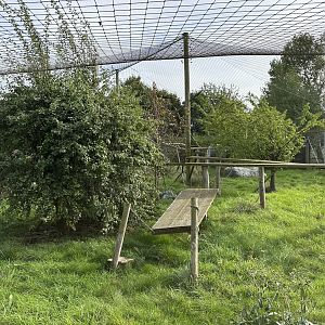 Canada Lynx Enclosure at Hamerton Zoo Park (October 2023)