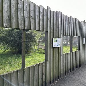 Canada Lynx Viewing Area at Hamerton Zoo Park (October 2023)