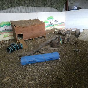 Striped skunk enclosure