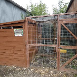 Jaguarundi enclosure