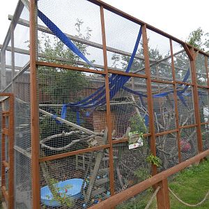 Ring-tailed coati enclosure