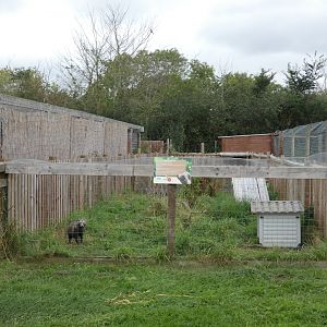 Racoon dog enclosure