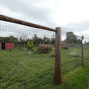 Eurasian lynx enclosure