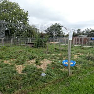 Silver fox enclosure