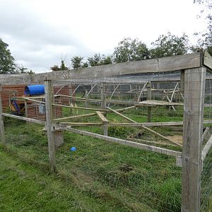 Jungle cat enclosure