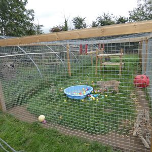 Bobcat enclosure