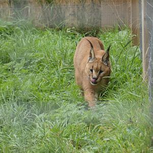 Caracal
