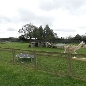 Llama paddock