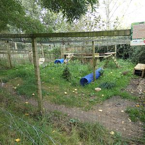 Racoon dog enclosure