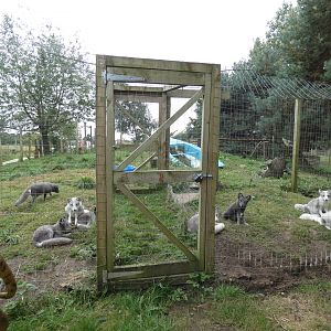 Arctic fox enclosure