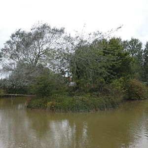 Ring-tailed lemur island