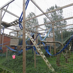 Barbary macaque enclosure
