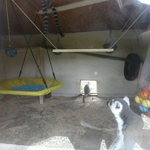 Ring-tailed lemur indoor enclosure