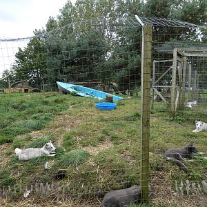 Arctic fox enclosure