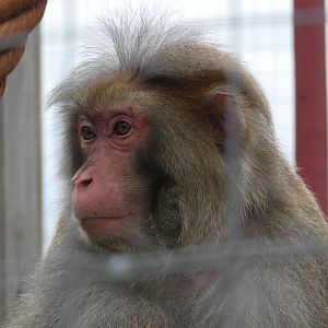 Rhesus macaque
