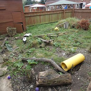 Striped skunk enclosure