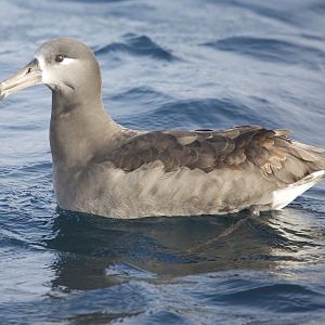 Black-footed Albatross/ Phoebastria nigripes