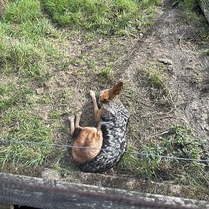 Black-backed Jackal at Hamerton Zoo Park (October 2023)