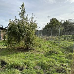 Black-backed Jackal Enclosure at Hamerton Zoo Park (October 2023)
