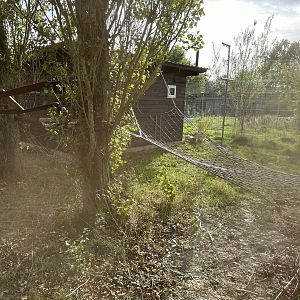 Binturong Enclosure at Hamerton Zoo Park (October 2023)