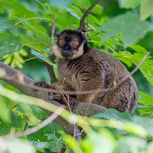 White-collared brown lemur (Eulemur cinereiceps) - 07/20
