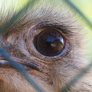 South African ostrich (Struthio camelus australis), 2023-05-19