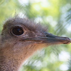 South African ostrich (Struthio camelus australis), 2023-05-19