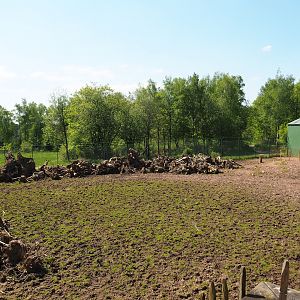Northern giraffe, South African ostrich and Black sable antelope paddock, 2023-05-19