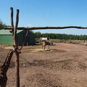 Northern giraffe, South African ostrich and Black sable antelope paddock, 2023-05-19