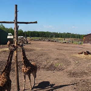 Northern giraffe, South African ostrich and Black sable antelope paddock, 2023-05-19