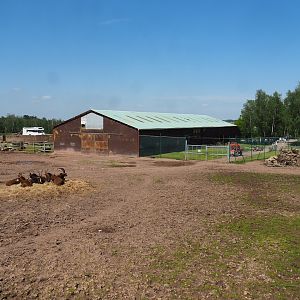 Northern giraffe, South African ostrich and Black sable antelope paddock, 2023-05-19