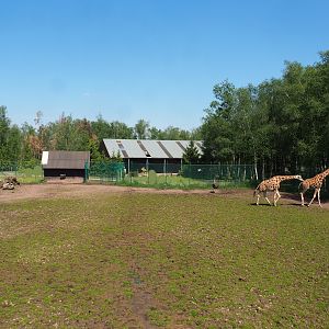 Northern giraffe, South African ostrich and Black sable antelope paddock, 2023-05-19