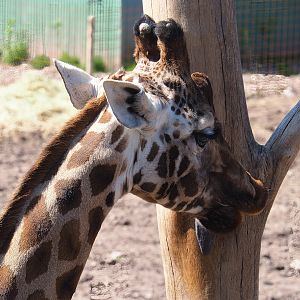 Northern giraffe (Giraffa camelopardalis), 2023-05-19