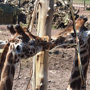 Northern giraffes (Giraffa camelopardalis), 2023-05-19