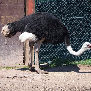 Male South African ostrich (Struthio camelus australis), 2023-05-19