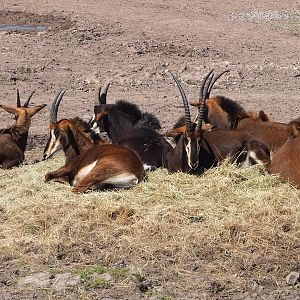 Black sable antelopes (Hippotragus niger niger), 2023-05-19