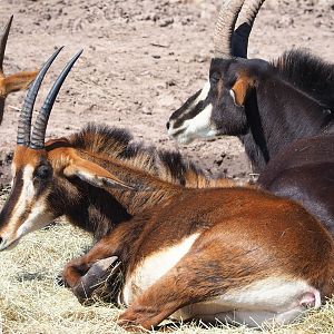 Black sable antelopes (Hippotragus niger niger), 2023-05-19