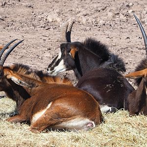 Black sable antelopes (Hippotragus niger niger), 2023-05-19