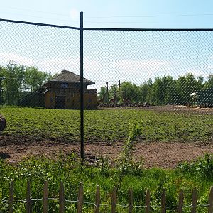 Northern giraffe, South African ostrich and Black sable antelope paddock, 2023-05-19
