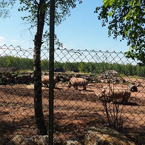 Southern white rhinoceros and Warthog paddock, 2023-05-19