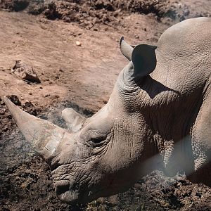 Southern white rhinoeros (Ceratotherium simum simum), 2023-05-19