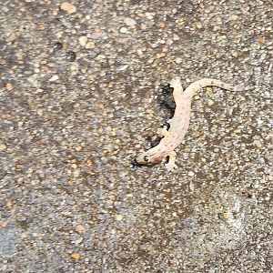 Dead Lizard in Lied Jungle?