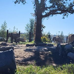 Elephant Herd