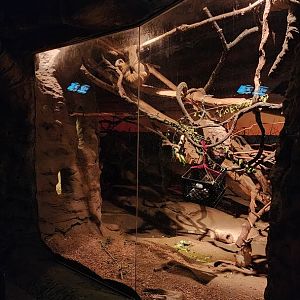 African Exhibit (KON)