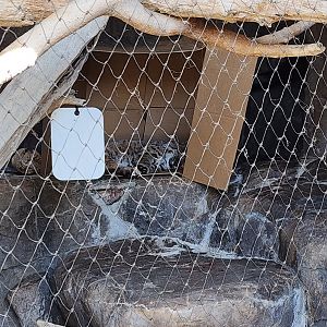 Bobcat (finally visible)