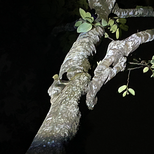 Sunda Colugo, Leopard Trail